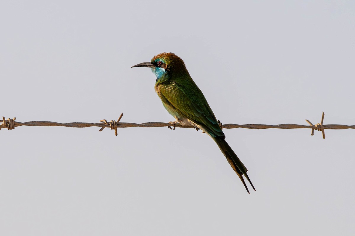Arabian Green Bee-eater - ML646421190