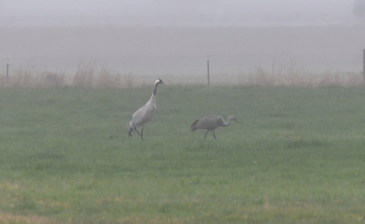 Common Crane - ML646421191