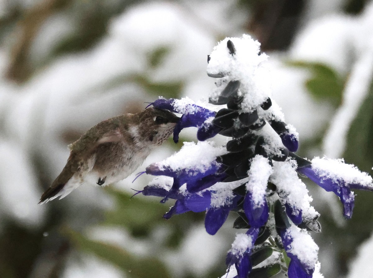 Black-chinned Hummingbird - ML646421192