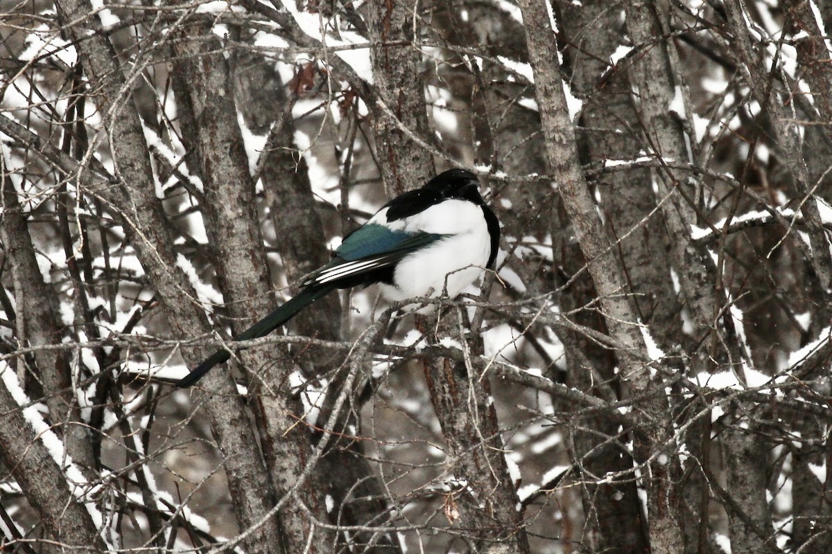 Black-billed Magpie - ML646421193