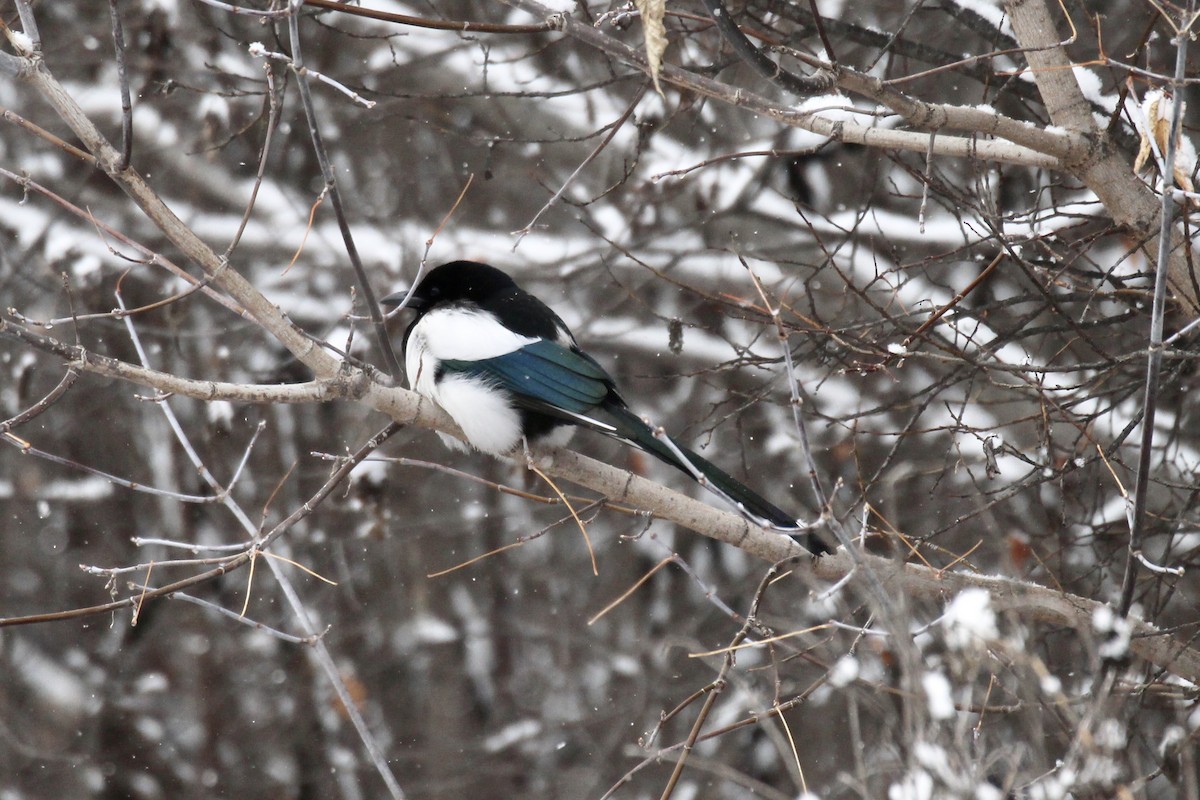 Black-billed Magpie - ML646421194