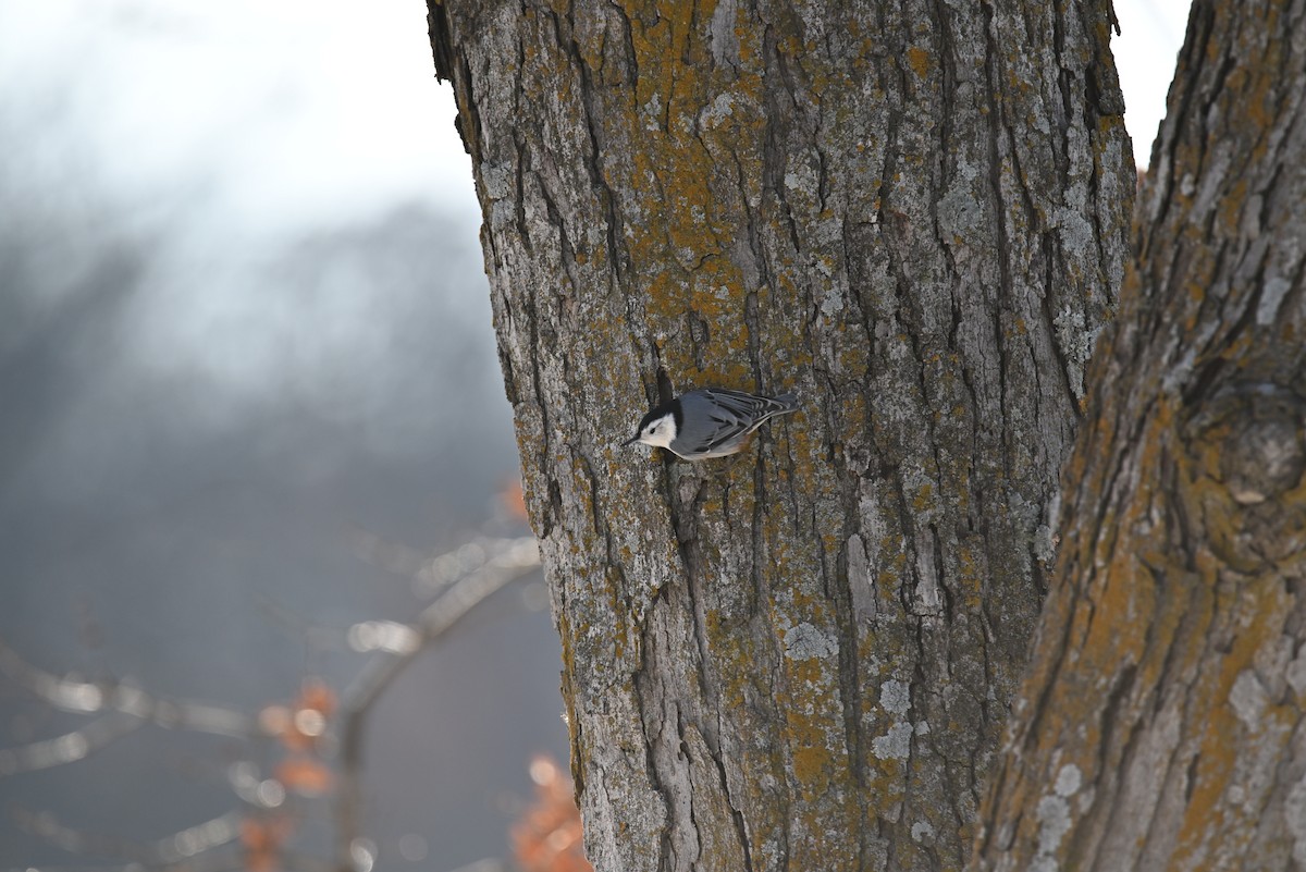 White-breasted Nuthatch - ML646421197