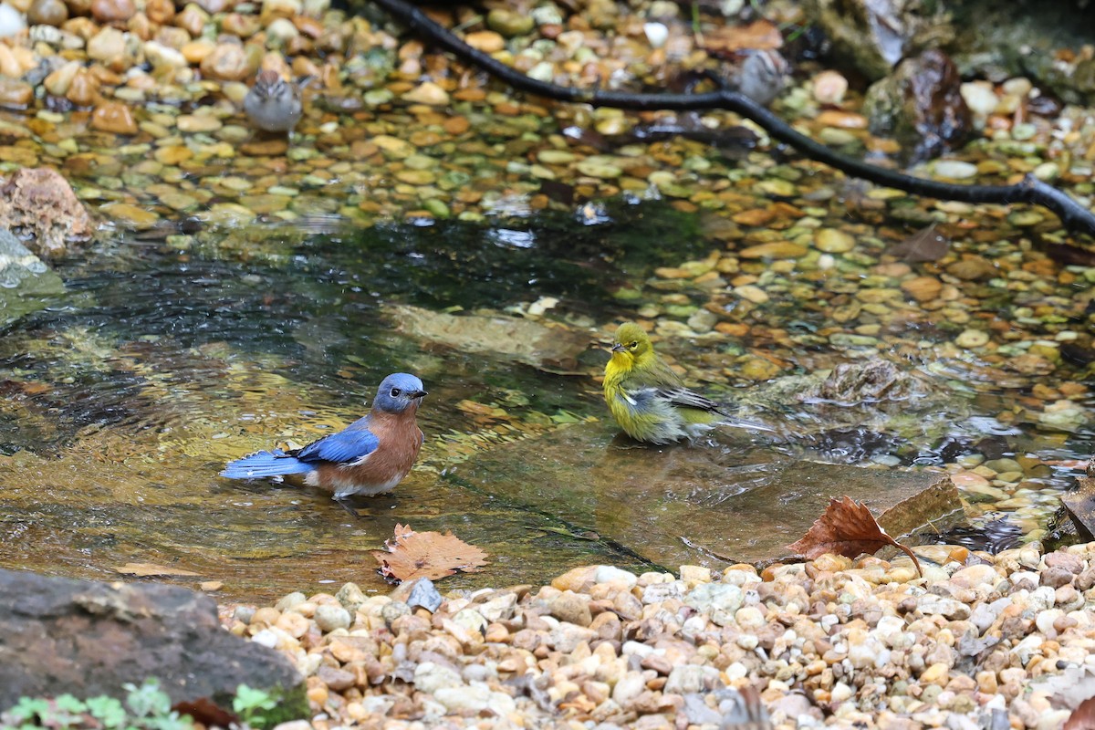 Блакитник східний - ML646421198