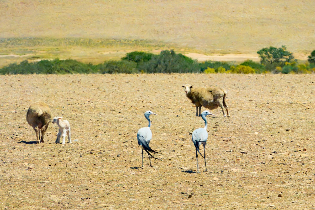 Blue Crane - ML646421199