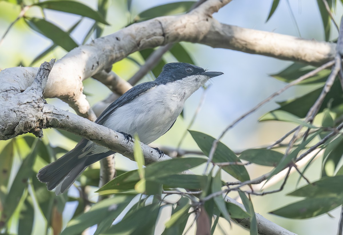 Moluccan Flycatcher - ML646421200