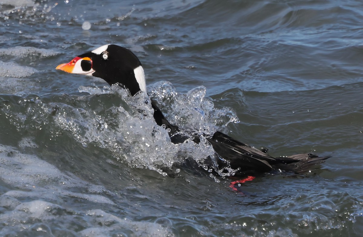 Surf Scoter - ML646421201