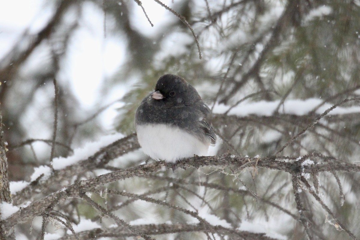 Dark-eyed Junco (Slate-colored) - ML646421202