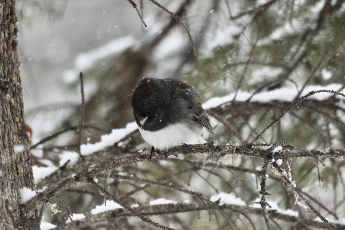 Dark-eyed Junco (Slate-colored) - ML646421203