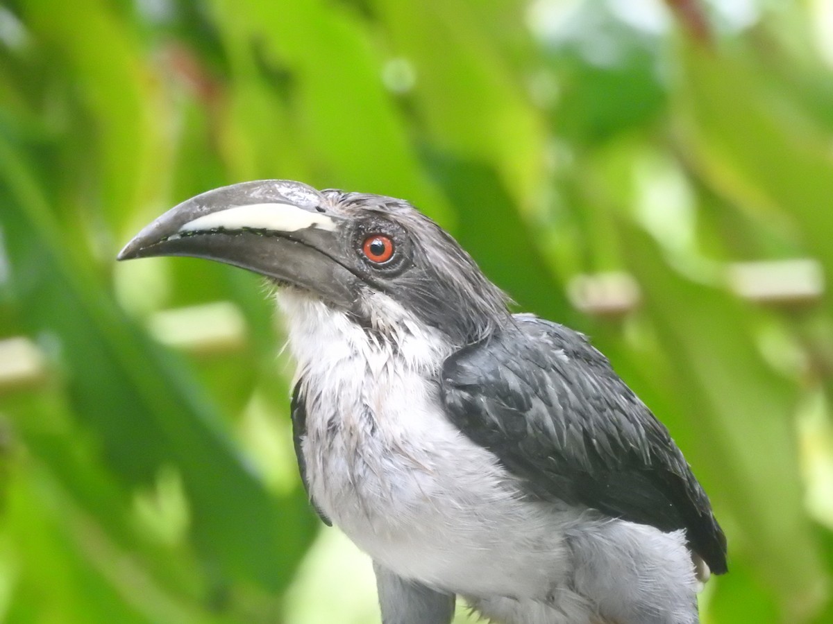 Sri Lanka Gray Hornbill - ML646421207
