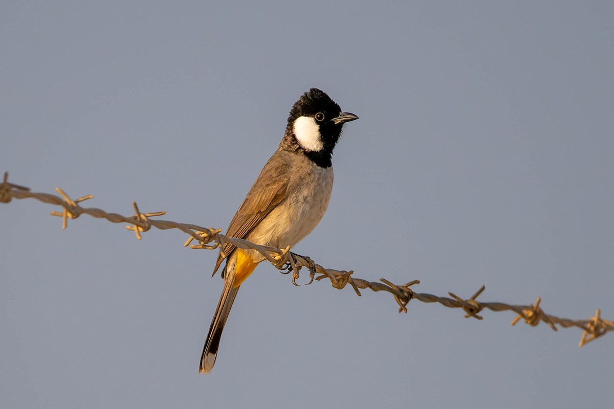 White-eared Bulbul - ML646421208