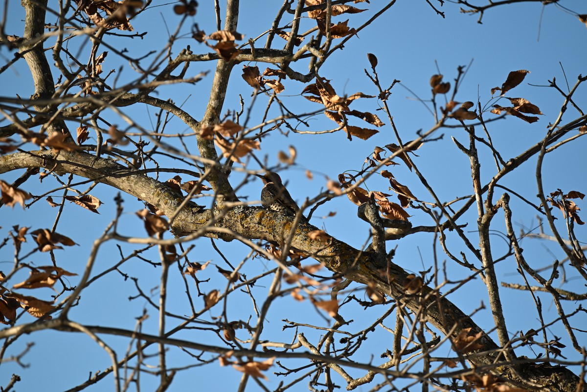 Northern Flicker - ML646421215