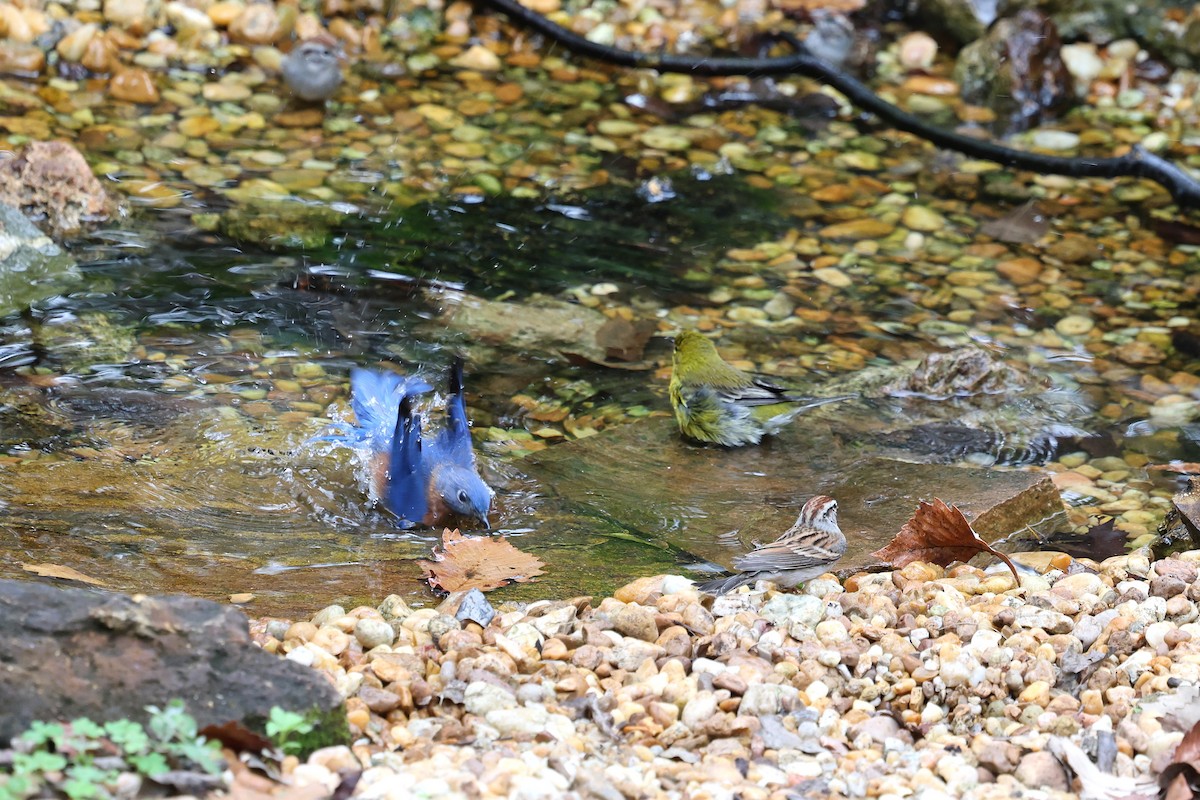 Блакитник східний - ML646421216