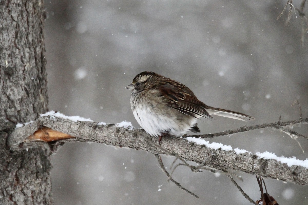 White-throated Sparrow - ML646421217