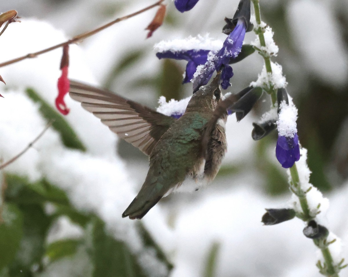 Black-chinned Hummingbird - ML646421218