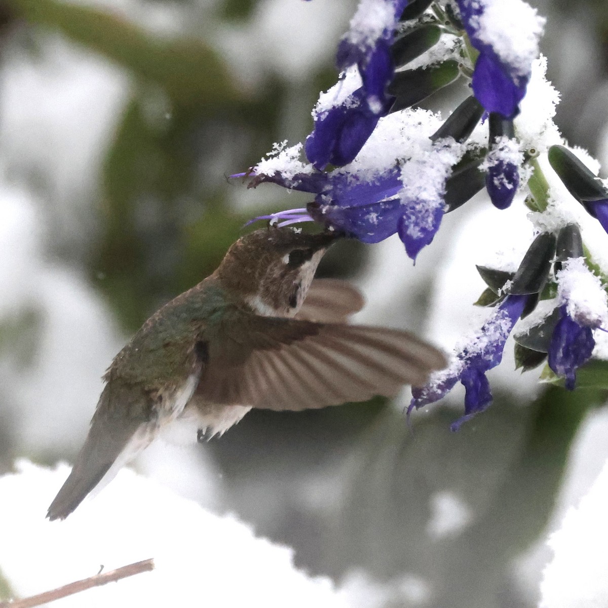 Black-chinned Hummingbird - ML646421219