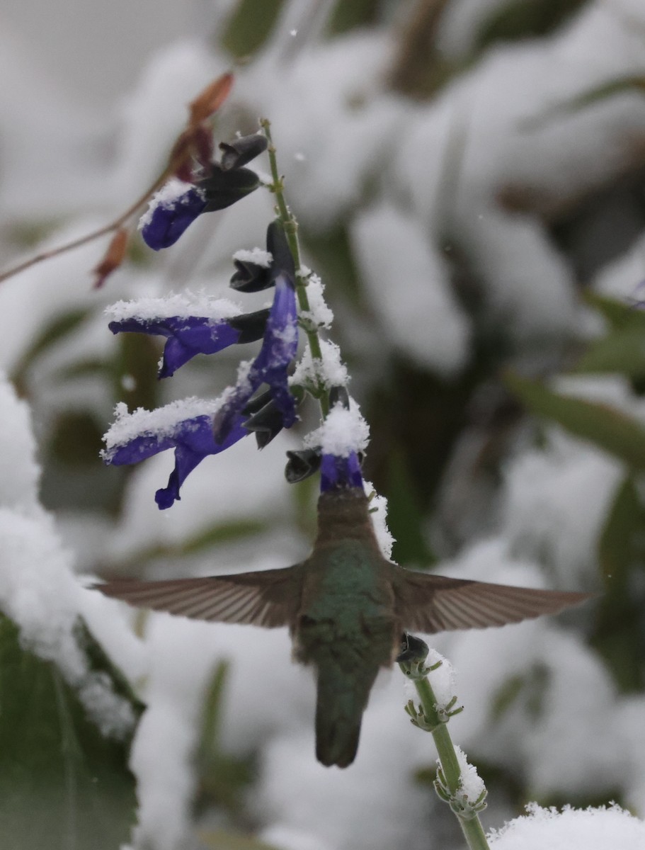 Black-chinned Hummingbird - ML646421220