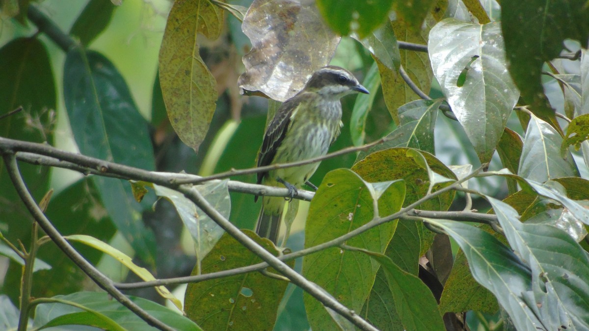 Piratic Flycatcher - ML646421222