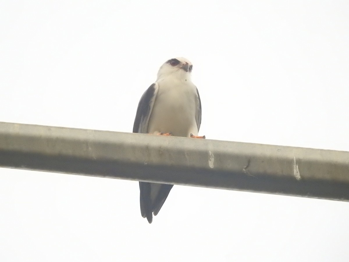 Black-winged Kite - ML646421223