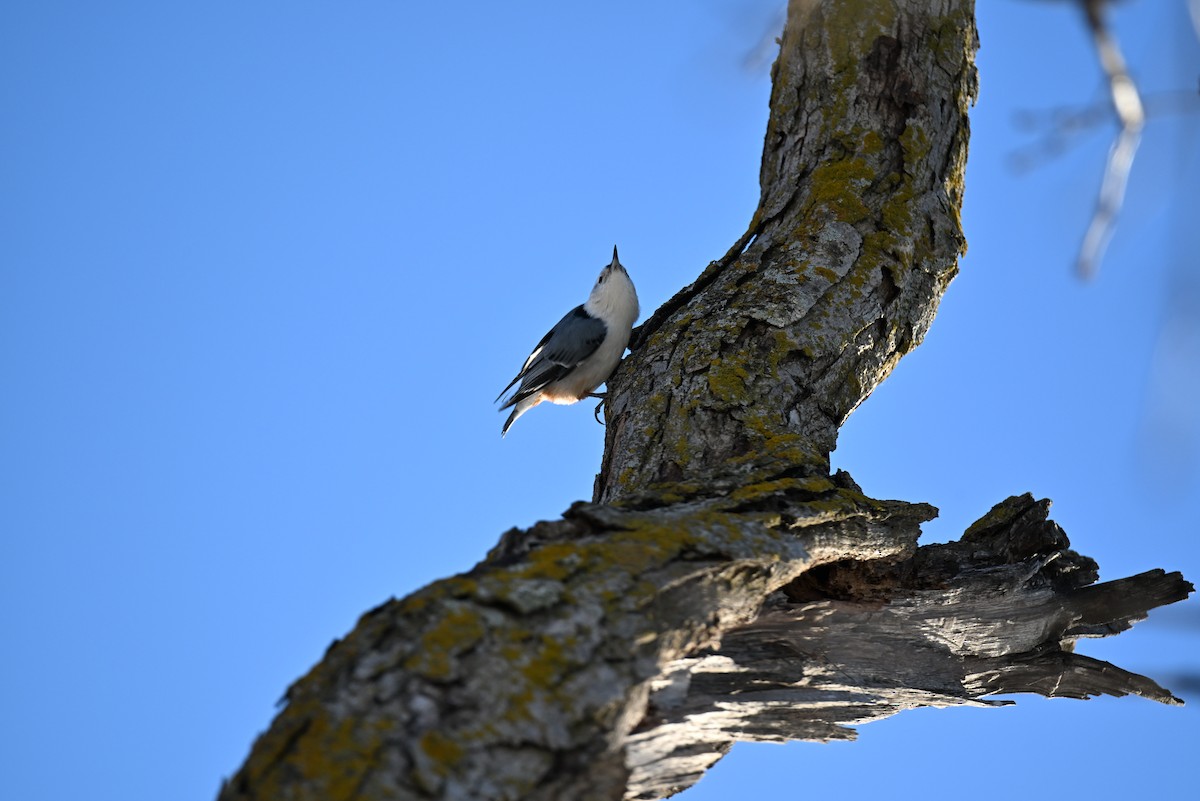 White-breasted Nuthatch - ML646421224