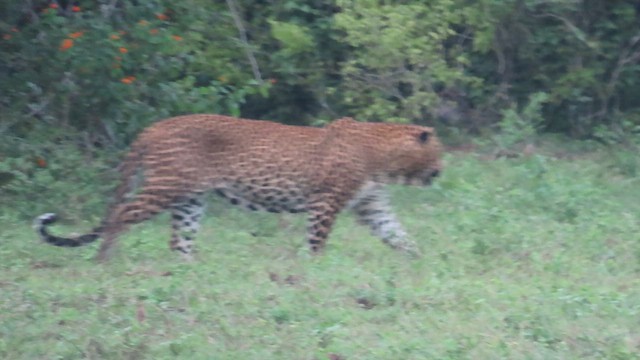 Animals - ML646421225