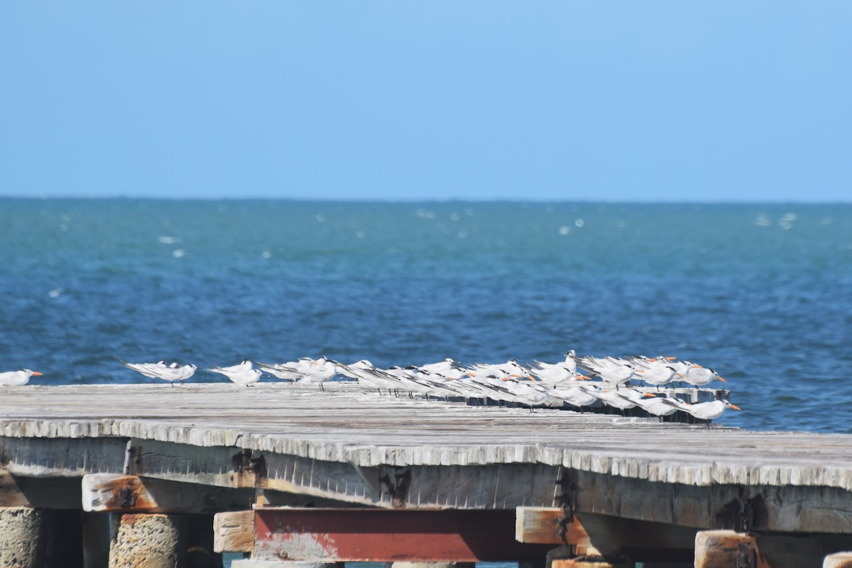 Royal Tern - ML646421226