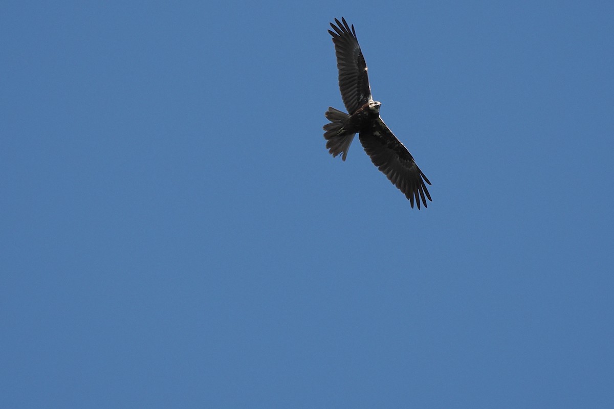 זרון סוף - ML646421232