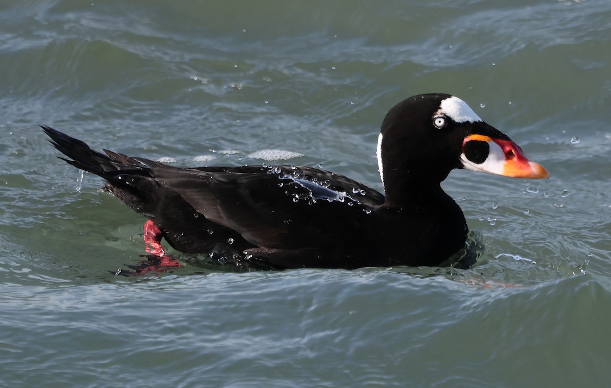 Surf Scoter - ML646421236