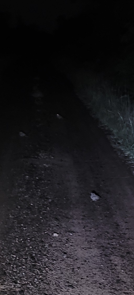 Scissor-tailed Nightjar - ML646421241