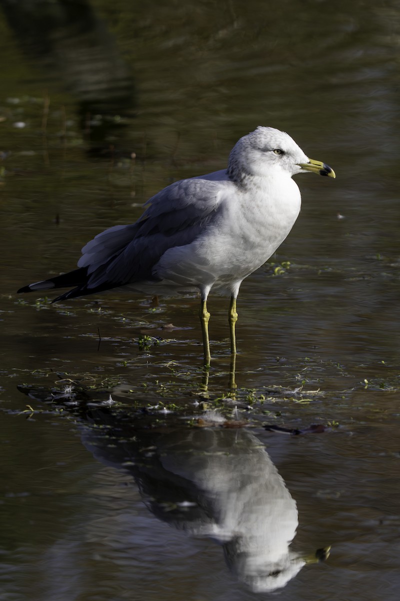 Ring-billed Gull - ML646421244