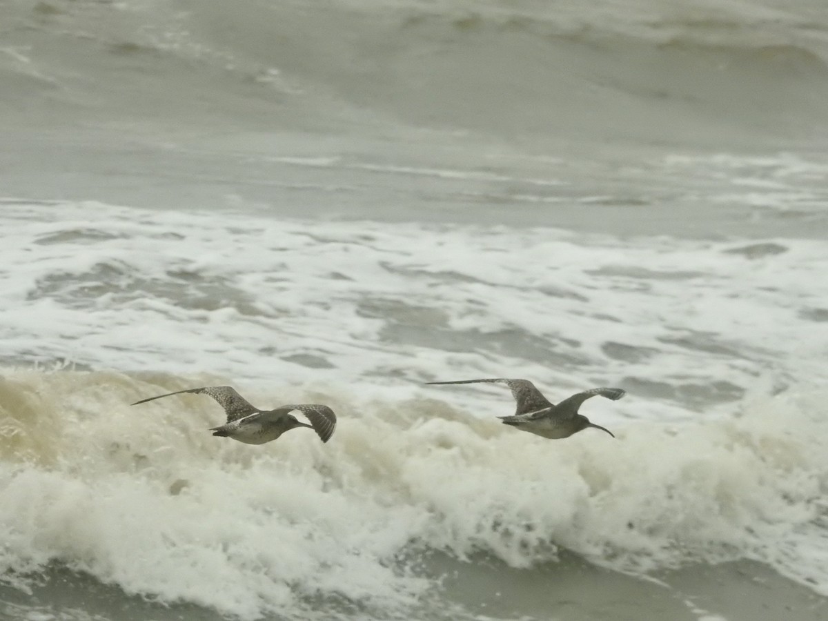 Eurasian Whimbrel - ML646421245