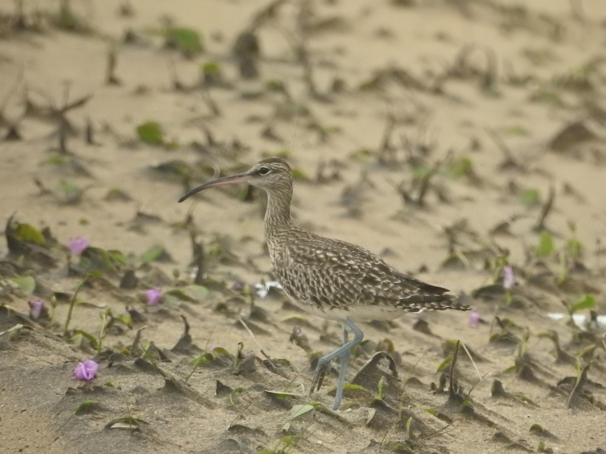 Eurasian Whimbrel - ML646421246