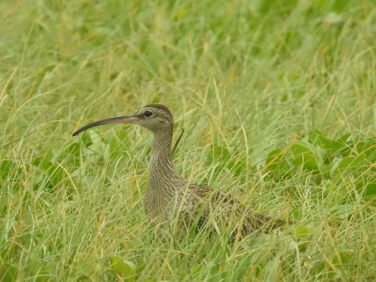 Eurasian Whimbrel - ML646421251
