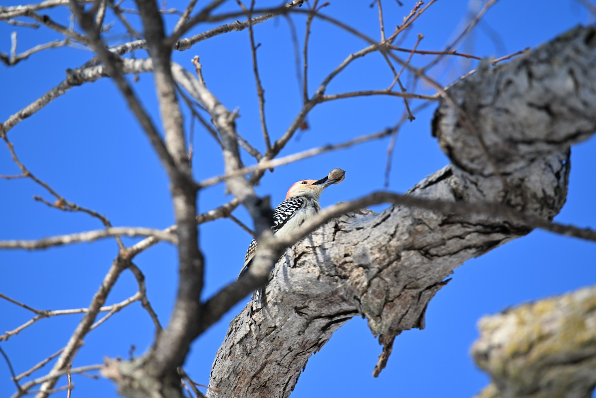 Red-bellied Woodpecker - ML646421252