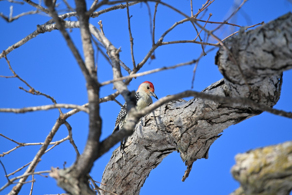 Red-bellied Woodpecker - ML646421253