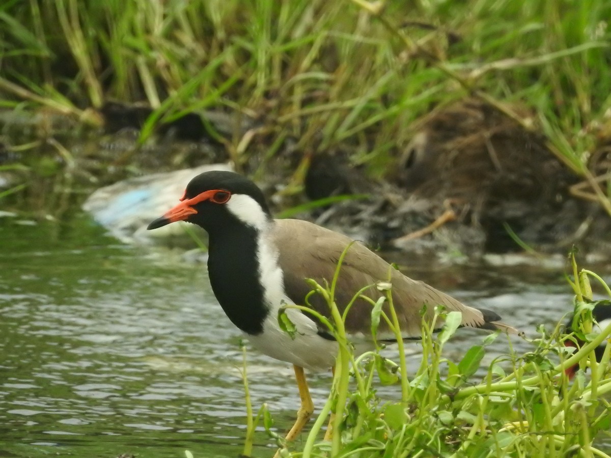 Red-wattled Lapwing - ML646421254