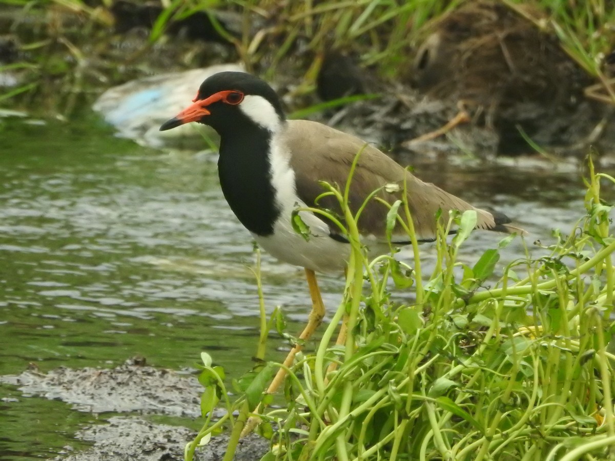 Red-wattled Lapwing - ML646421255