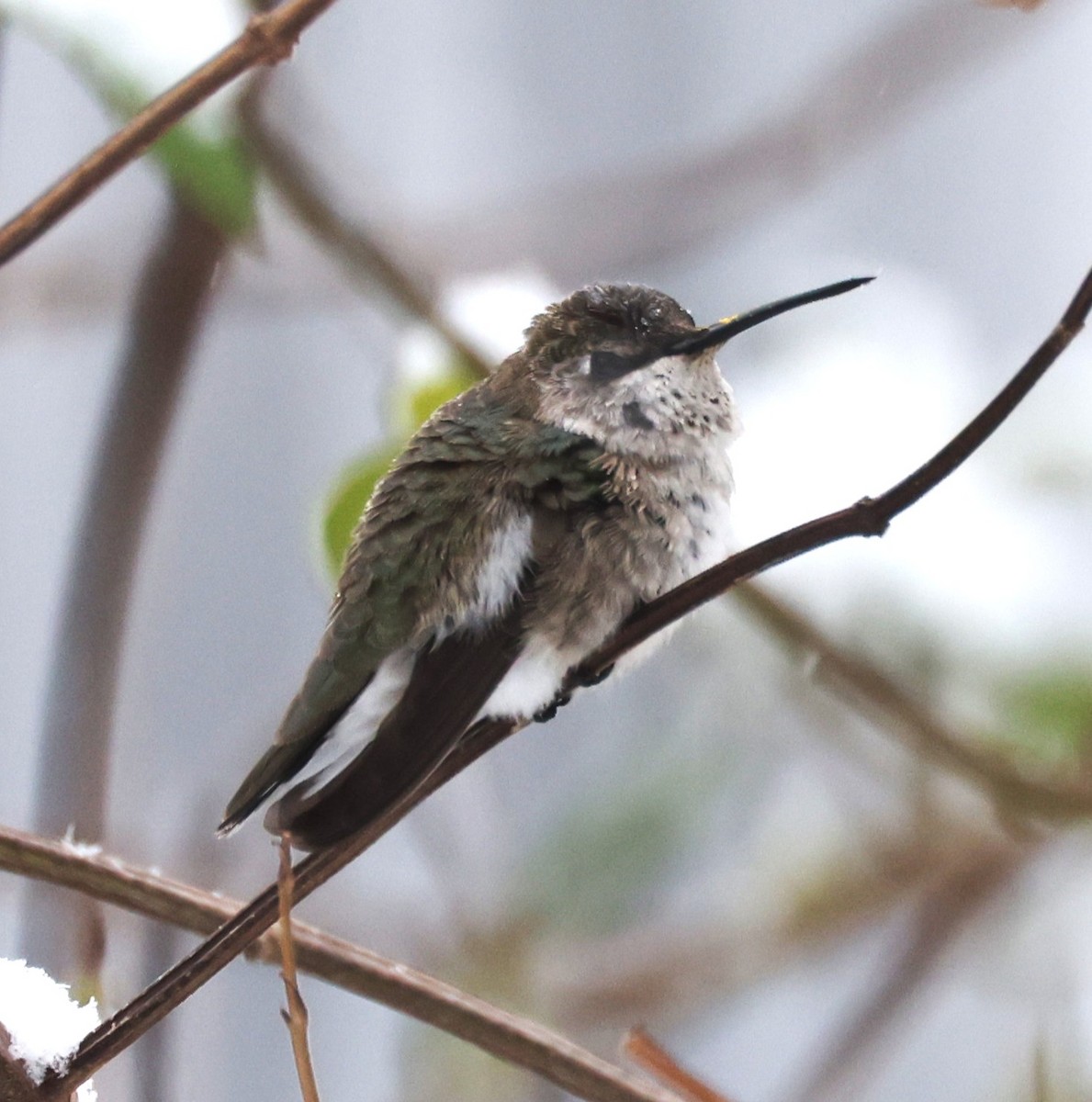 Black-chinned Hummingbird - ML646421256