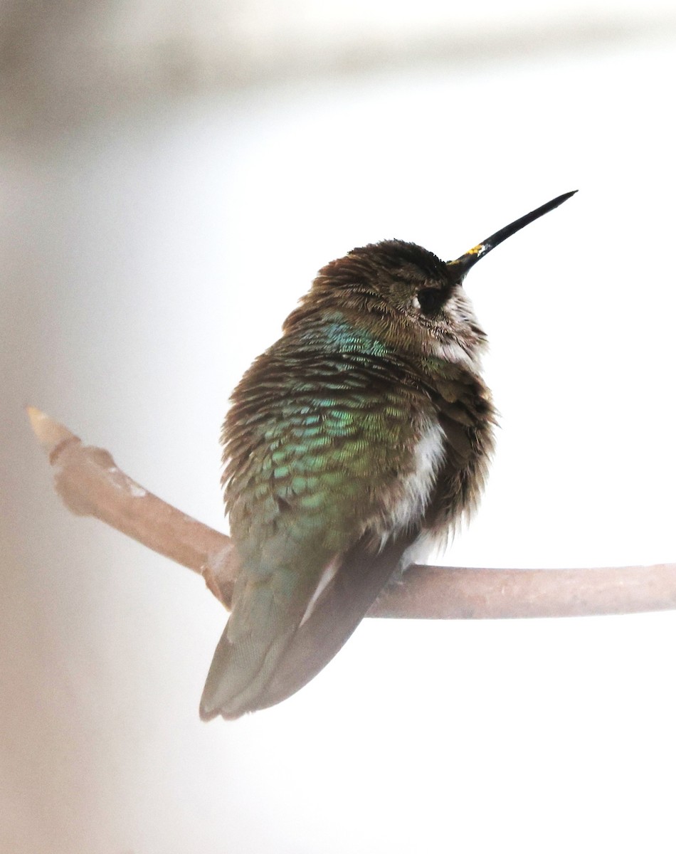 Black-chinned Hummingbird - ML646421257