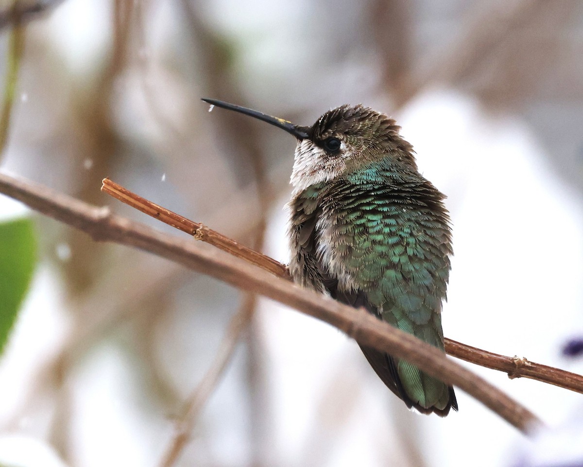Black-chinned Hummingbird - ML646421258