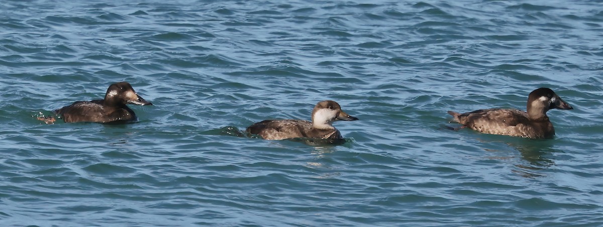 Surf Scoter - ML646421259