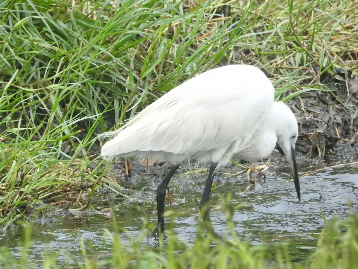 Little Egret - ML646421261