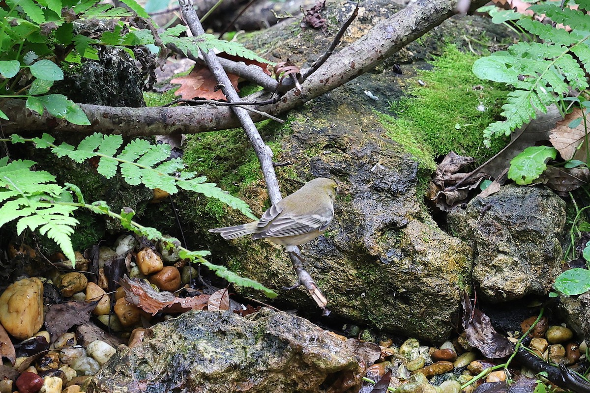 Kiefernwaldsänger - ML646421262