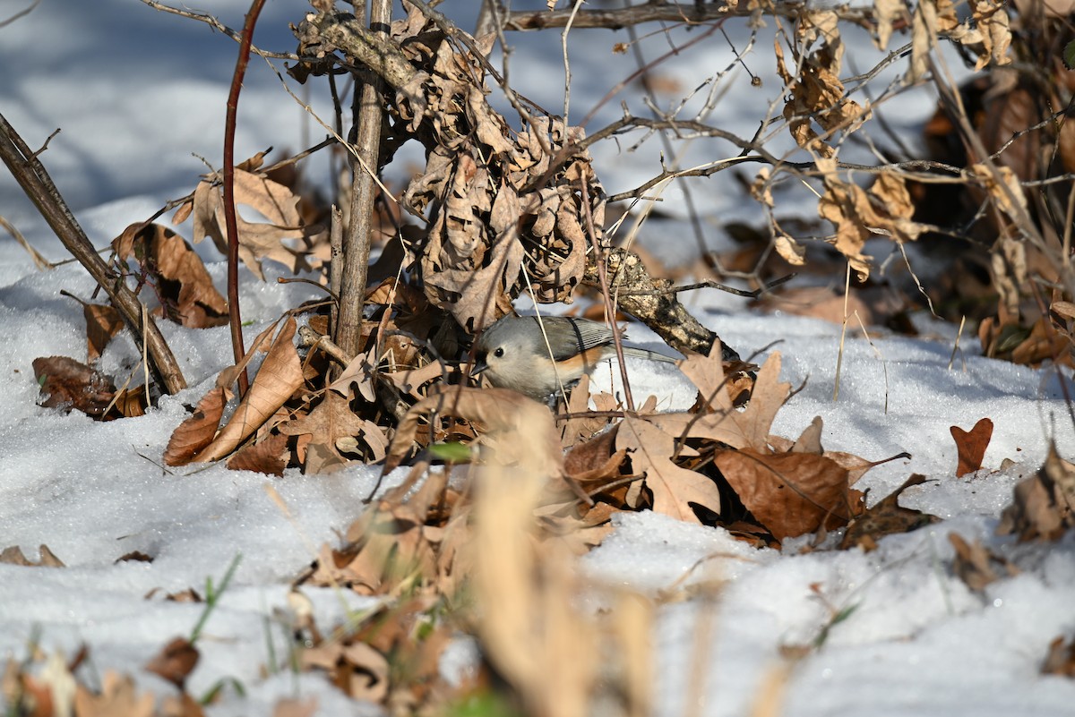 Tufted Titmouse - ML646421263