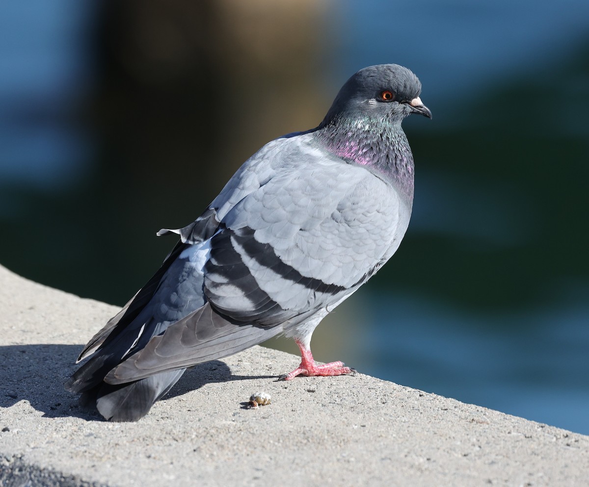 Rock Pigeon (Feral Pigeon) - ML646421264