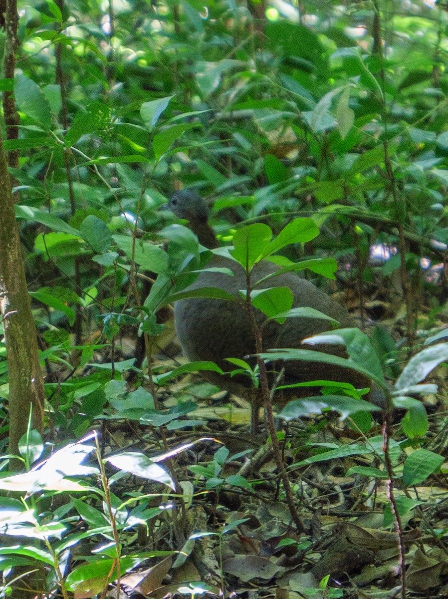 Great Tinamou - ML646421266