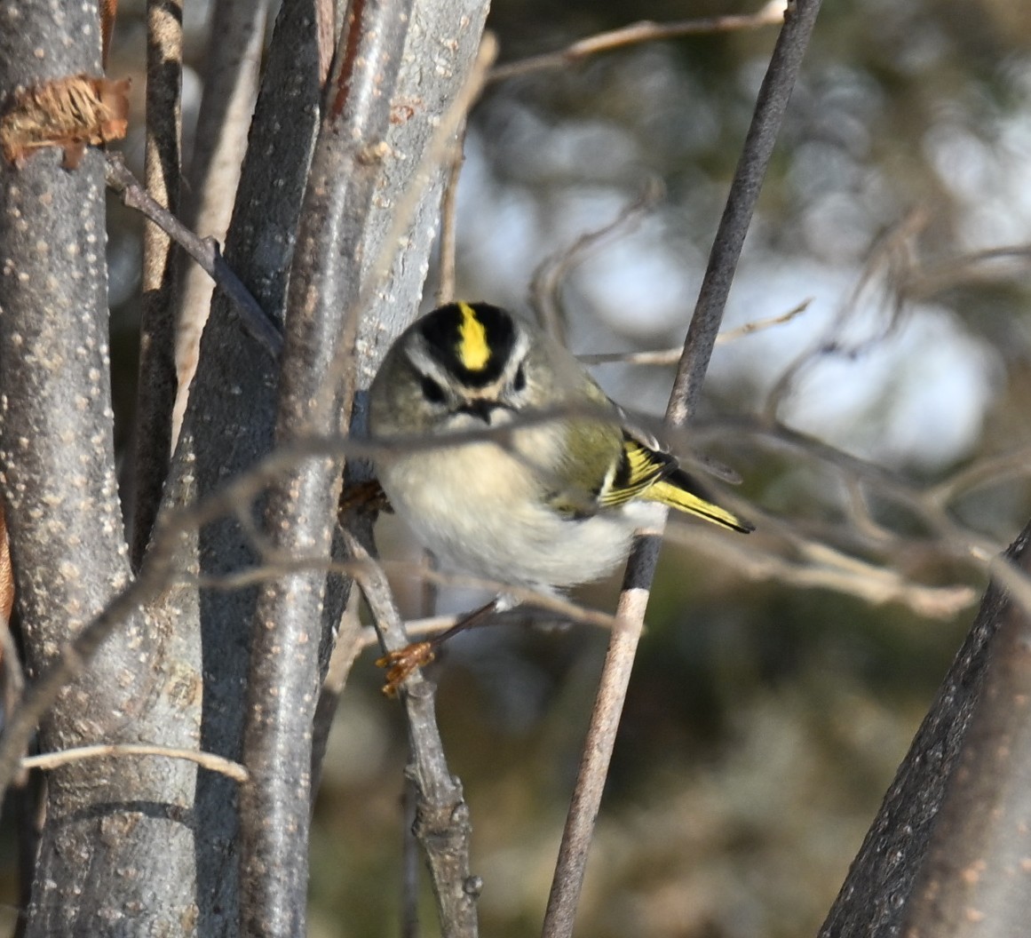 ildkronefuglekonge - ML646421271