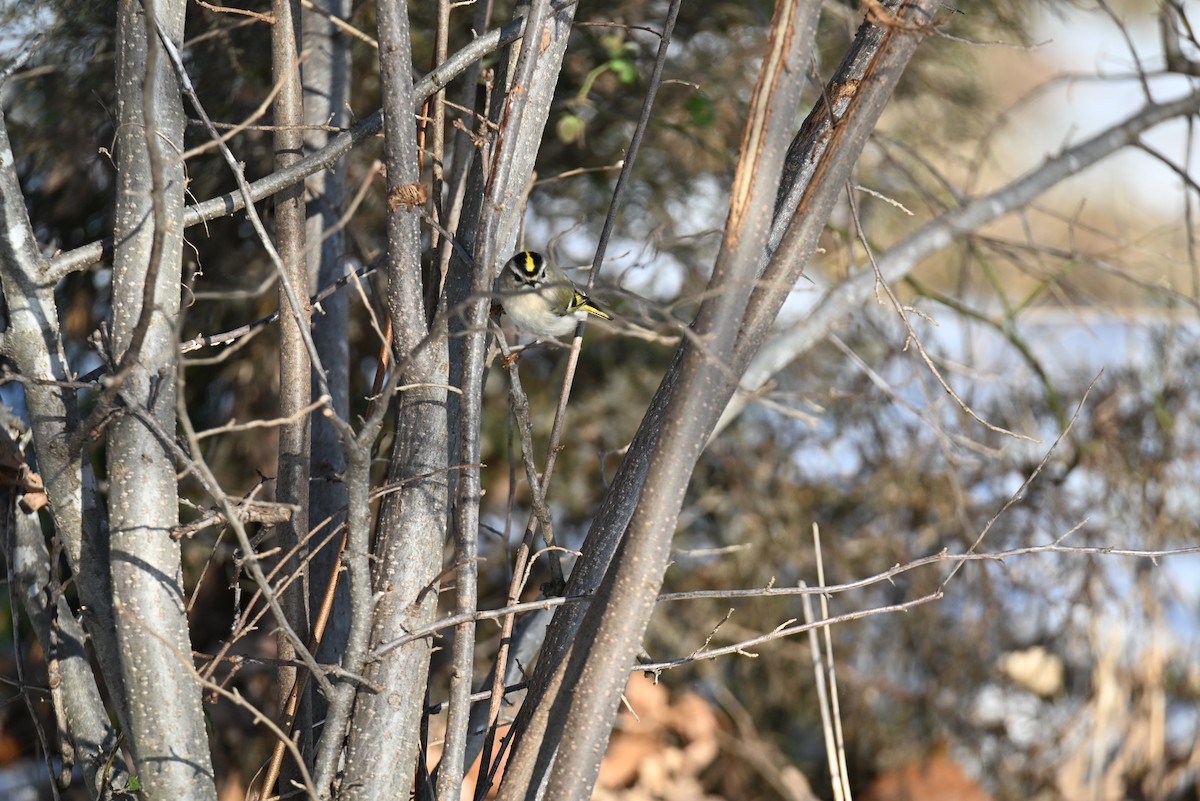 ildkronefuglekonge - ML646421272