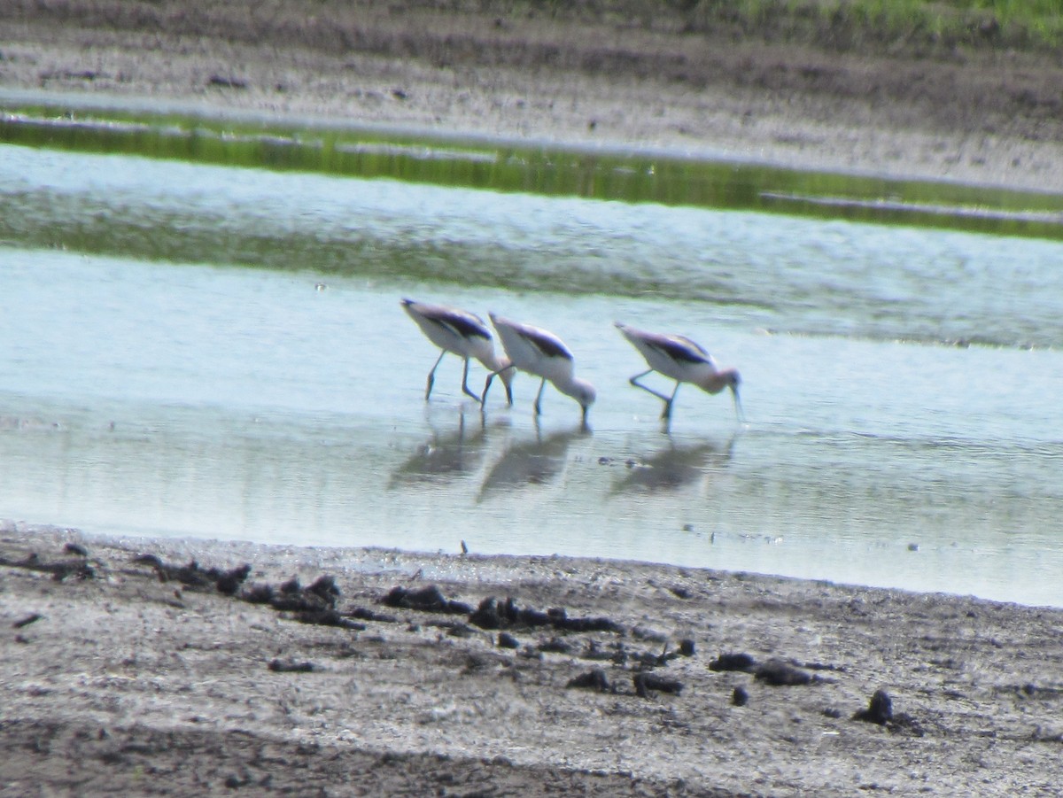 American Avocet - ML646421273