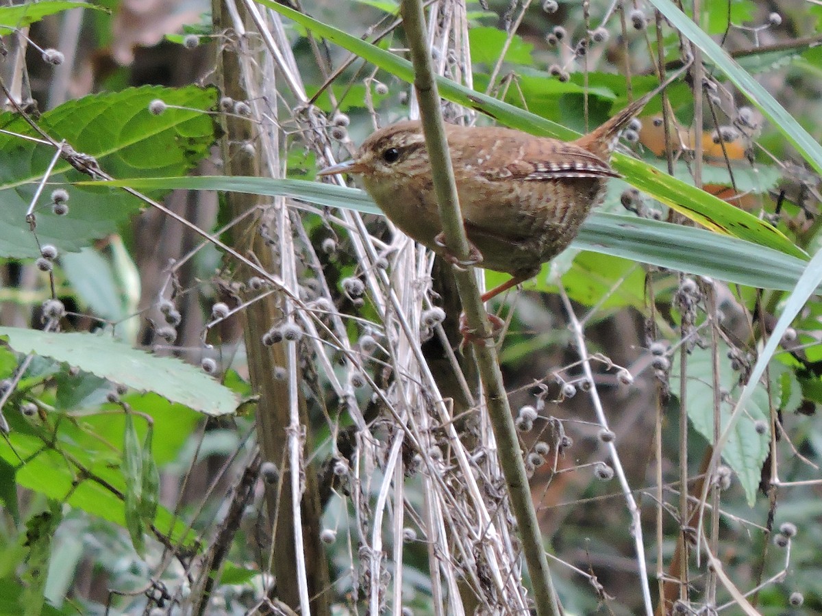 Eurasian Wren - ML646421276