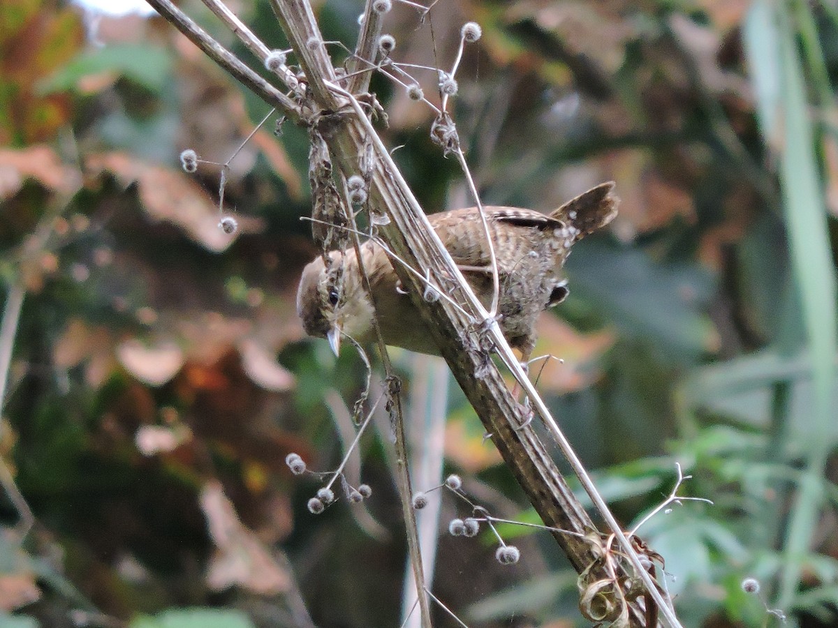 Eurasian Wren - ML646421277